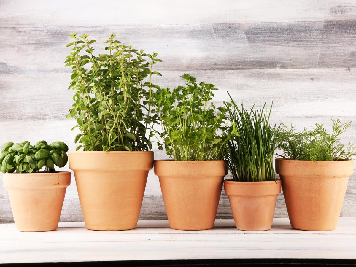 Tips for Growing Herbs Indoors