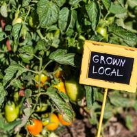 community garden vegetables