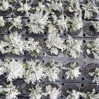 White flowers in pots