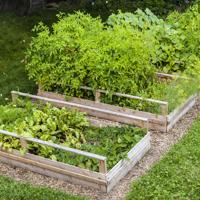 backyard garden vegetables