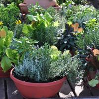 Container Herb Garden