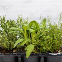 Rosemary, thyme, sage, and marjoram herbs