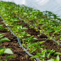 Pepper seedlings, drip irrigation, greenhouse