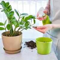 Repotting houseplants
