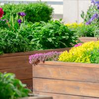 Raised bed urban garden