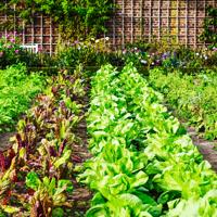 Vegetable Garden