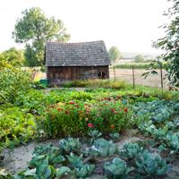 Vegetable Garden